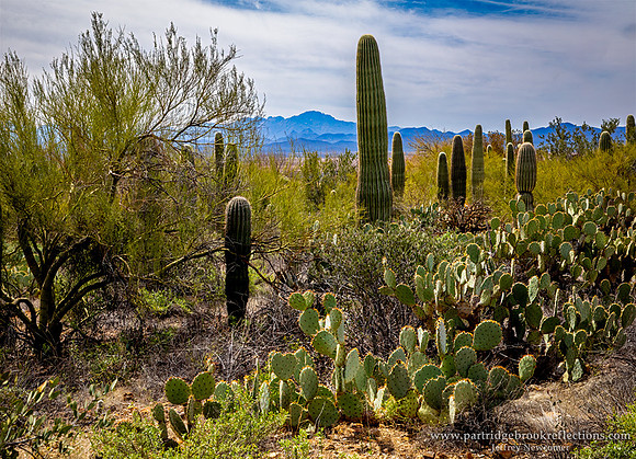 230312DesertCactusTucsonAz