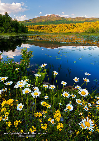080621MonadnockDaisiesTroyNHC