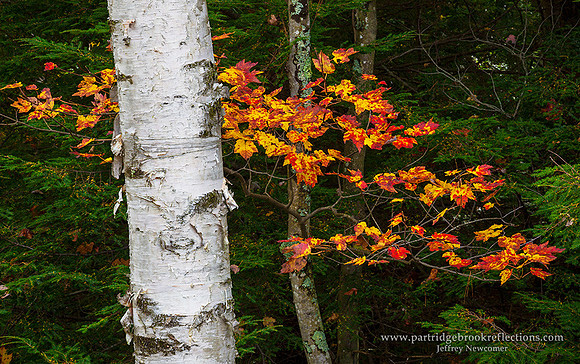 Flame, Harrisville, NH