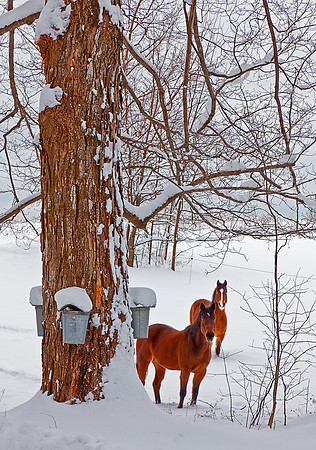 Vermont, Hourse Sap Buckets, Putney