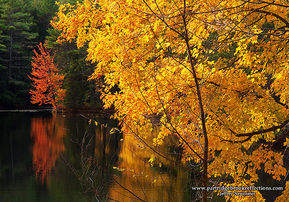 Distant Red, Surry, NH