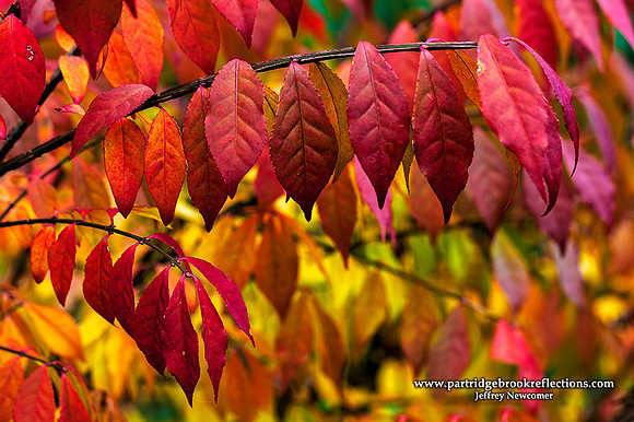 Red Rows, Spofford, NH