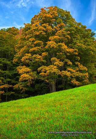 Coming Color, Reading Vt