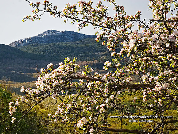 070514BlossomsMonadnock