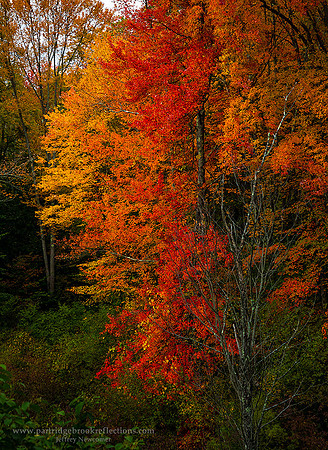221009BrooksideColorSpoffordNH