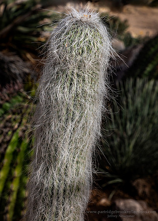 230311MexicanOldManCactusTucsonAz