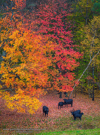 161021RedAndGoldPastureChesterfieldNHC