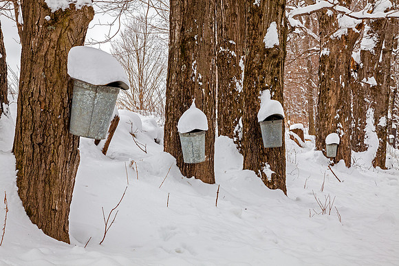 Cold Harvest, Putney, Vt