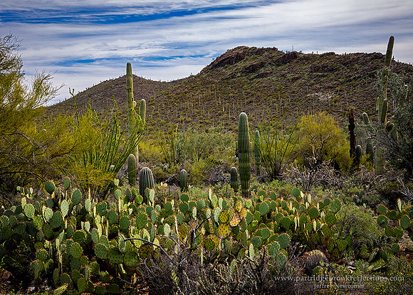 230312CactusCarpetTucsonAz