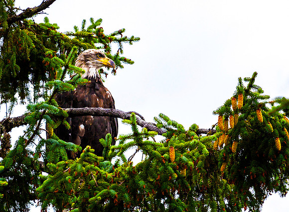 Mendenhall Glacier Eagle, AK