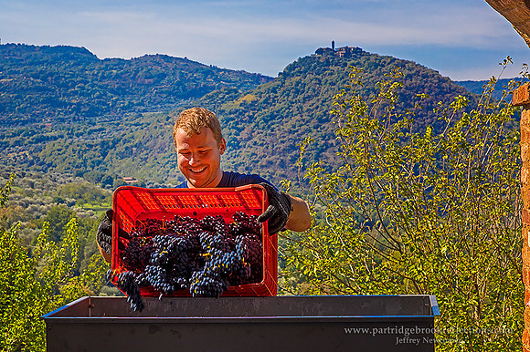 170928LastHarvestColinCastelloDiPotentinoItaly