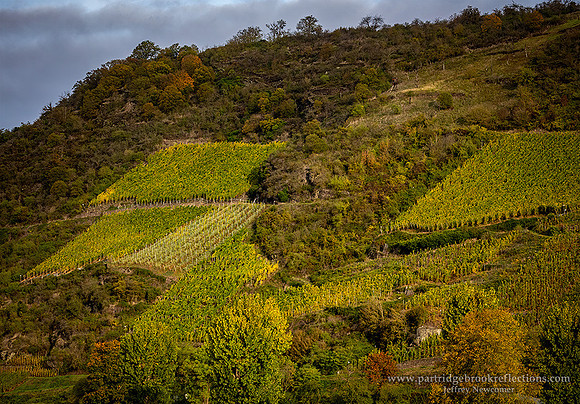 231026HillsideVineyardRhinelandDe