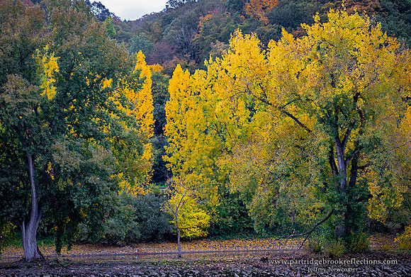 231026WestBankColorRhineRverDe