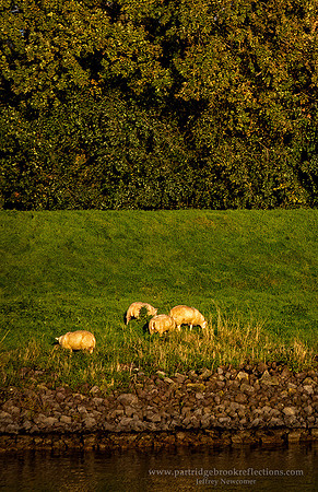 231024RhineSheepZoelenGelderlandNe