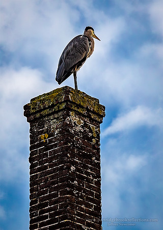 231022ChimneyHeronZaanseSchansZaandamNe