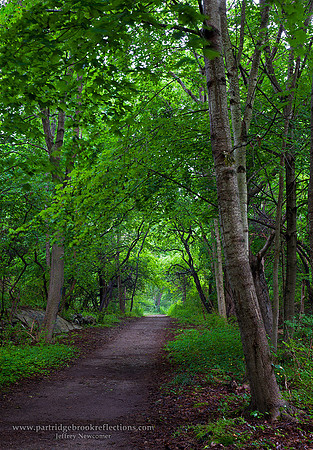Path,  Dawn, Odiorne Point State Park, Rye, New Hampshir