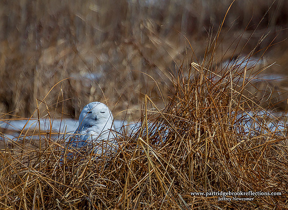 In the Marsh, Salisbury, NH