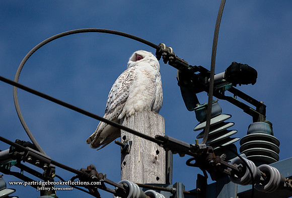 Snowy Call, Salisbury, NH