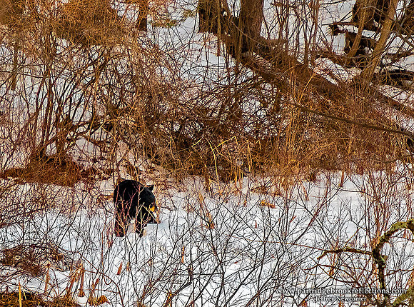 210225PartridgeBrookBearSpoffordNH