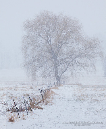 160404TreeInTheStormChesterfieldNH