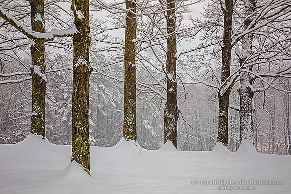 171212WhiteRanksDummerstonVt