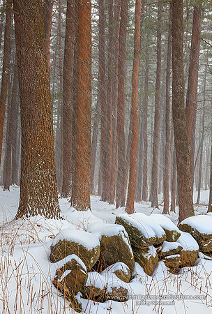 160404SpringStormChesterfieldNH