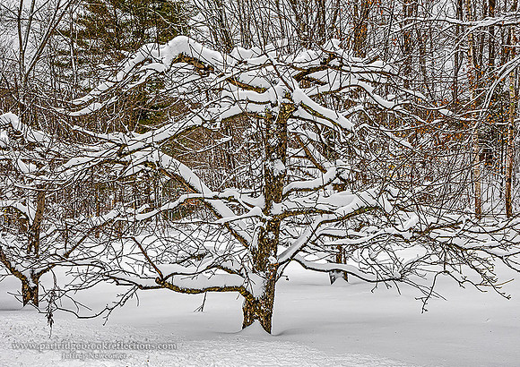 210202OrchardDormancySpoffordNH