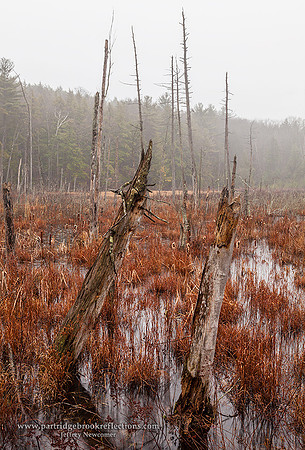 151217WetlandMistChesterfieldNH