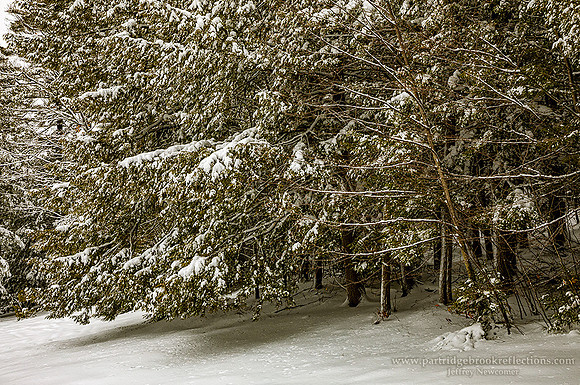 210202WinterGreenSpoffordNH-Recovered