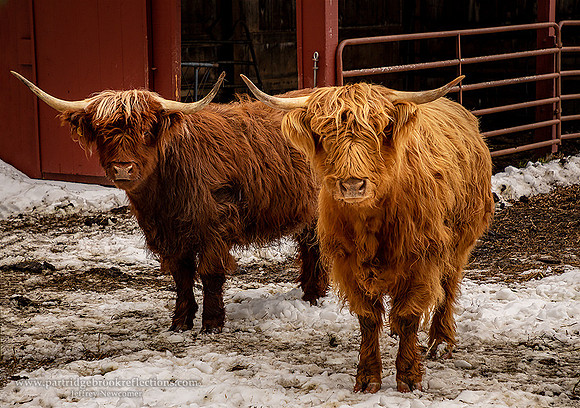 201224HighlanderStareWestmorelandNH