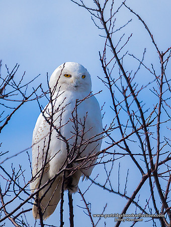 Snowy on Top, Salisbury, NH