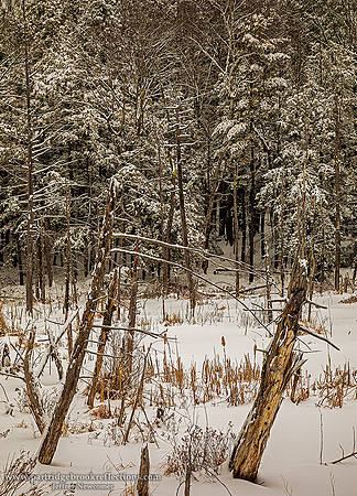 210127MarshSnowChesterfieldNH