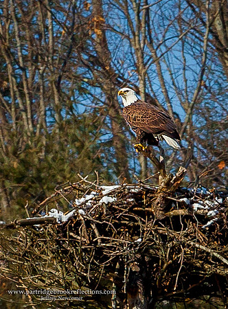 160206WinterEagleChesterfieldNH