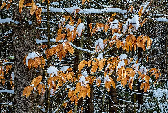 210127PerseveranceSpoffordNH - Copy