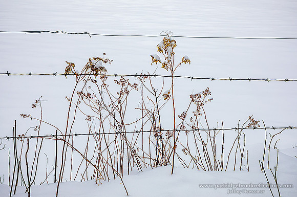 210127AlonTheFenceChesterfieldNH