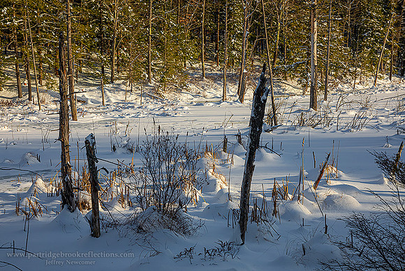 191203WinterWetlandChesterfieldNH