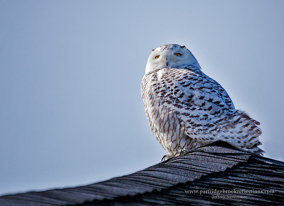 Snowy on the Roof, Rye, NH