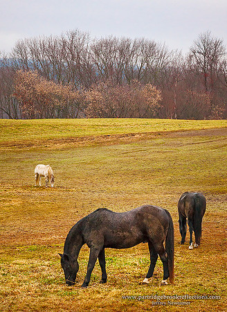 151201ScarcePastureWalpoleNH