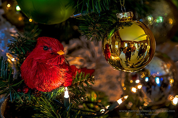 171104ChristmasPortraitTheFellsNewburyNHNewbury