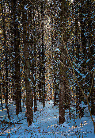 191203ThicketSpoffordNH