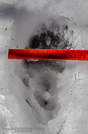 210224BigFootSpoffordNH