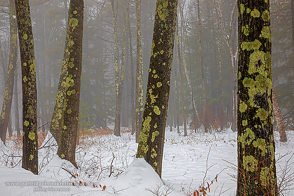 191209LichenInTheFogChesterfieldNH