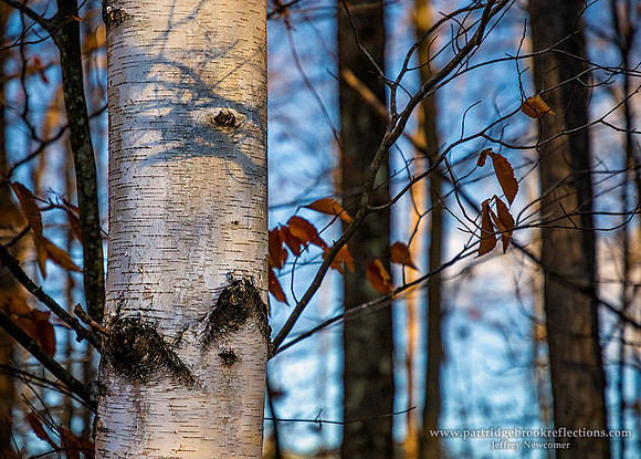 201210WinterBirchSpoffordNH