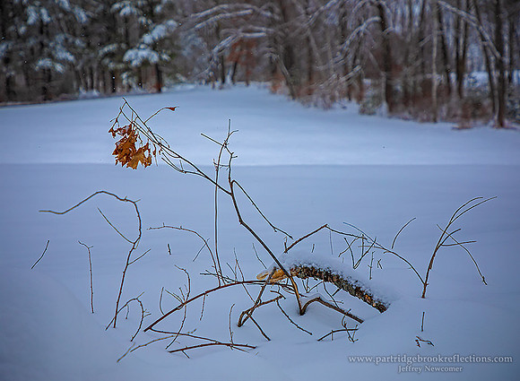 191202PokingThroughSpoffordNH