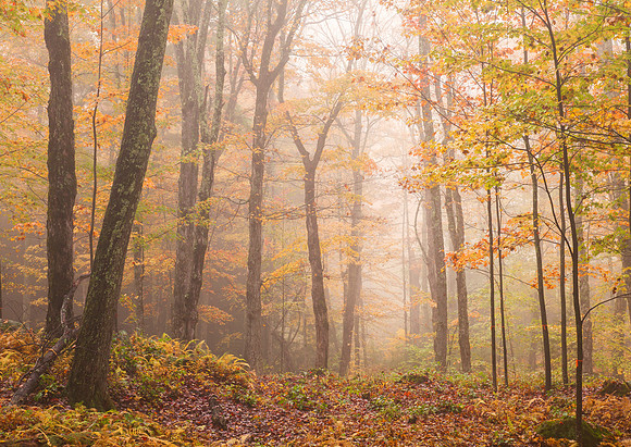 Misty Autumn Morning, Marlborough, New Hampshire