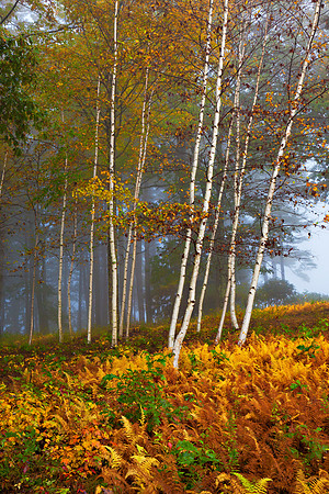 Misty Birches, Roxbury, New Hampshire