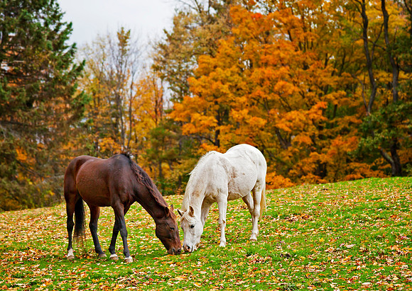 Autumn Horses, Roads End Farm, Chesterfield, New Hampshire