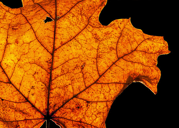 Leaves