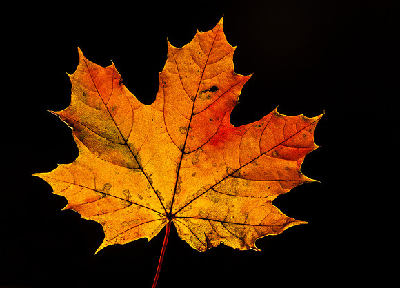 Leaves