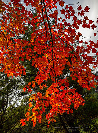 221016MapleStudySpoffordNH